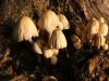 Древесные грибы (Mushrooms)
